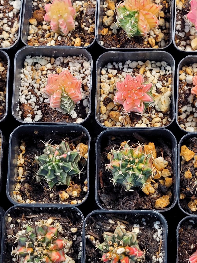 Gymnocalycium Mihanovichii Variegated Naturally Colorful Cactus Cacti Beautiful Easy Care - Image 4