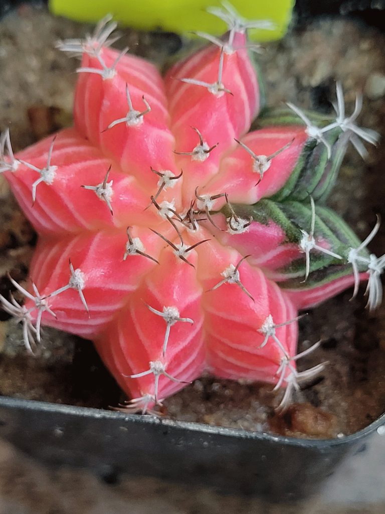 Gymnocalycium Mihanovichii Variegated Naturally Colorful Cactus Cacti Beautiful Easy Care - Image 8