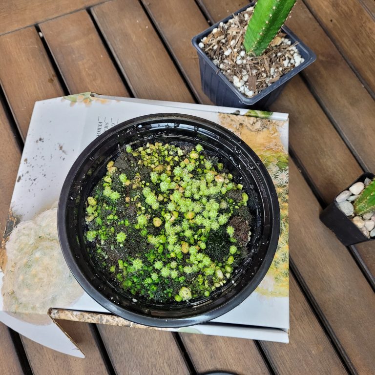 Tricho Cereus Cactus Seed Kit with 100 Seeds included Variety Seeds Cacti Garden - Image 2