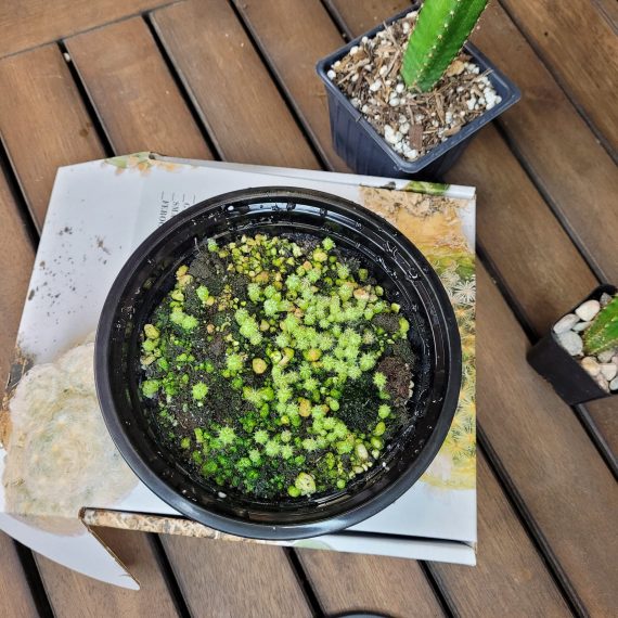 Tricho Cereus Cactus Seed Kit with 100 Seeds included Variety Seeds Cacti Garden - Image 2
