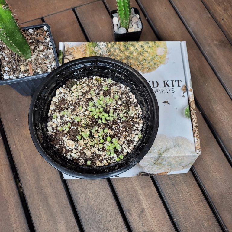 Small Cactus Variety Cacti Cactus Seed Garden Kit 100 Seeds Included Great Gift! - Image 2