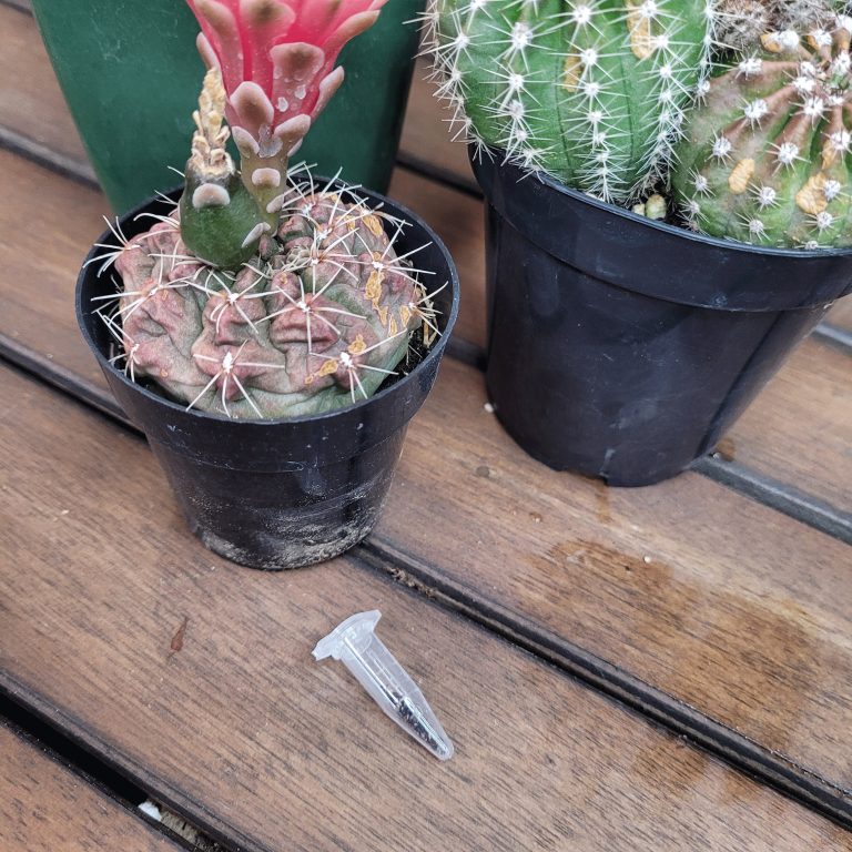 Small Cactus Variety Cacti Cactus Seed Garden Kit 100 Seeds Included Great Gift! - Image 3