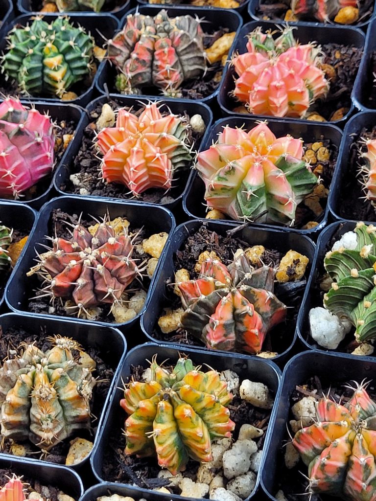 Gymnocalycium Mihanovichii Variegated Multicolor Cactus (Set of 3 Cacti) - Image 2