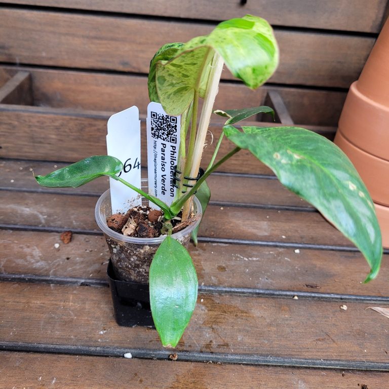 Philodendron Paraiso Verde House Plant Beautiful Healthy Rooted Easy - Image 4