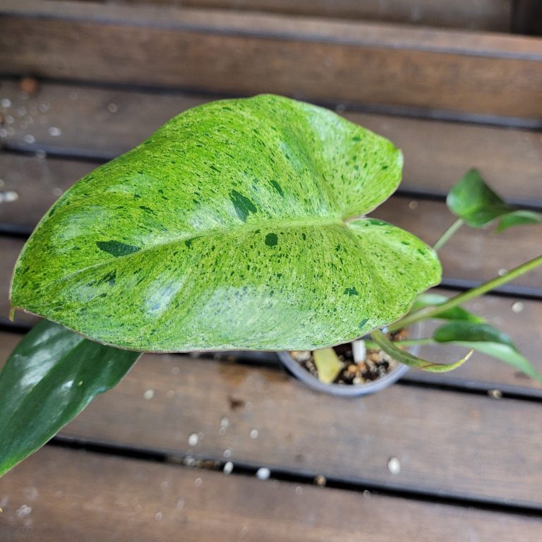 Philodendron Paraiso Verde House Plant Beautiful Healthy Rooted Easy - Image 6