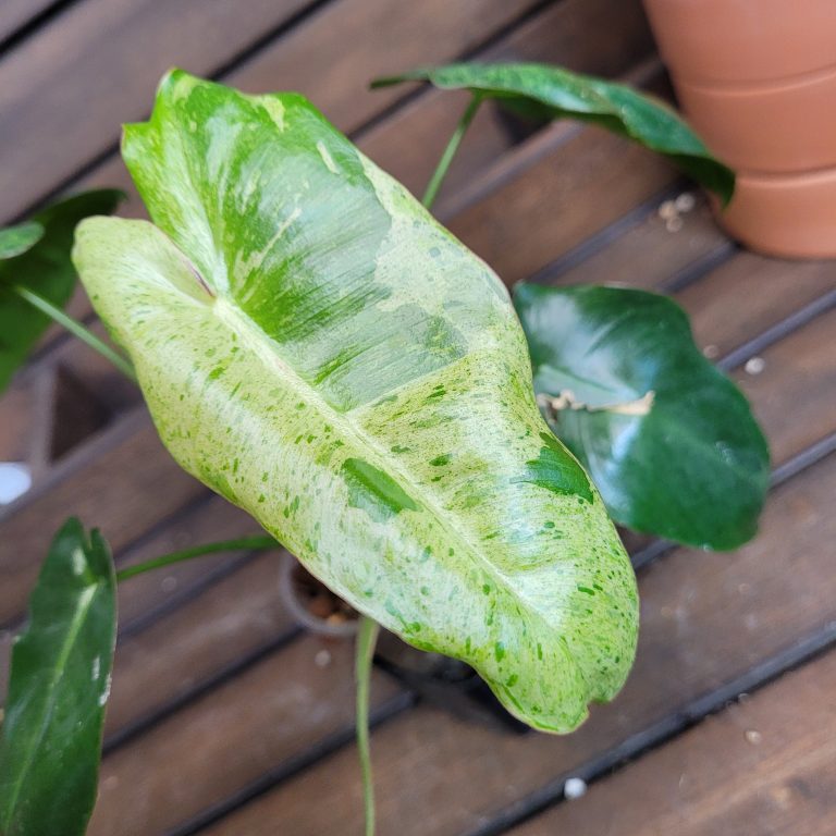 Philodendron Paraiso Verde House Plant Beautiful Healthy Rooted Easy - Image 8