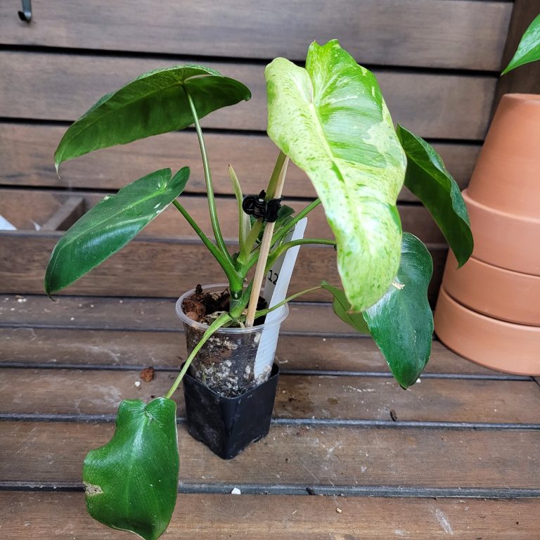 Philodendron Paraiso Verde House Plant Beautiful Healthy Rooted Easy - Image 7