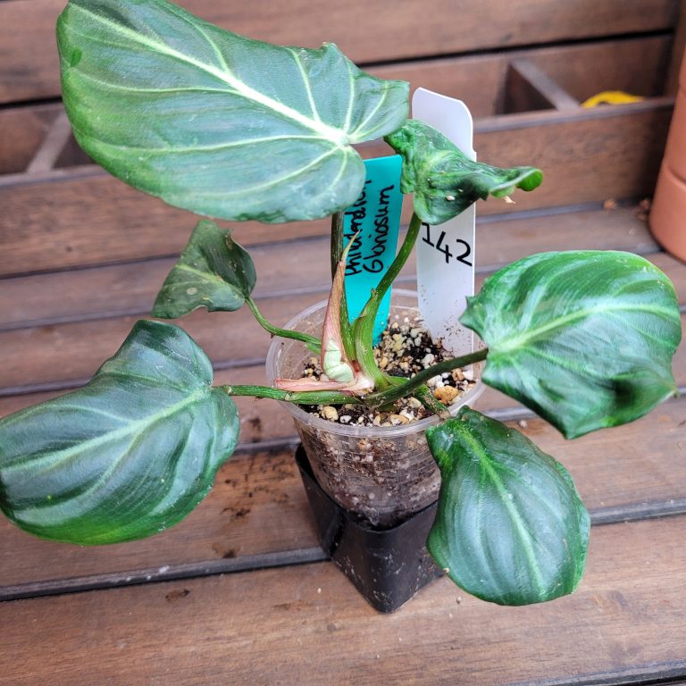Philodendron Gloriosum Beautiful House Plant Easy Care Not Monstera - Image 2