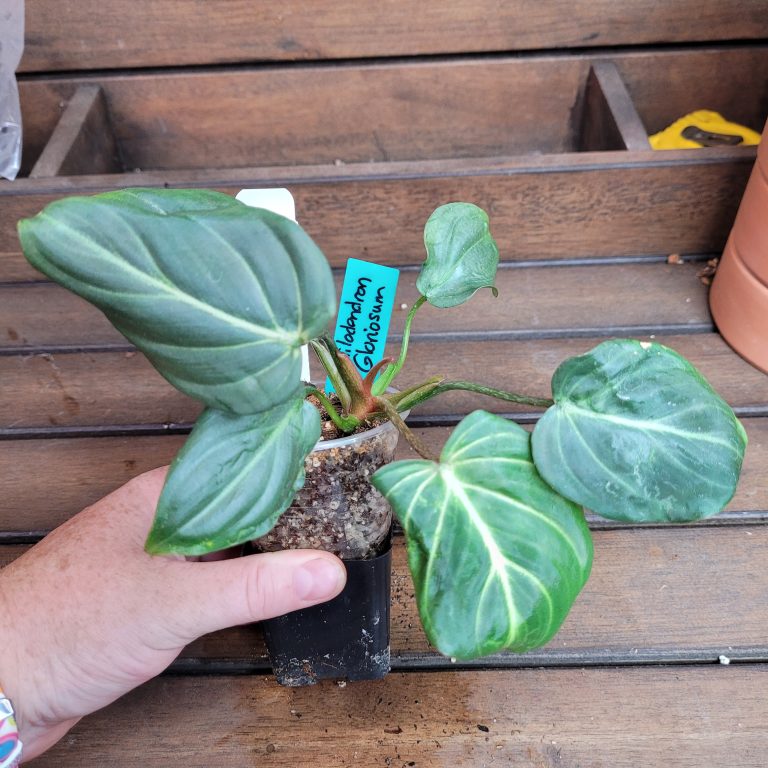 Philodendron Gloriosum Beautiful House Plant Easy Care Not Monstera - Image 5