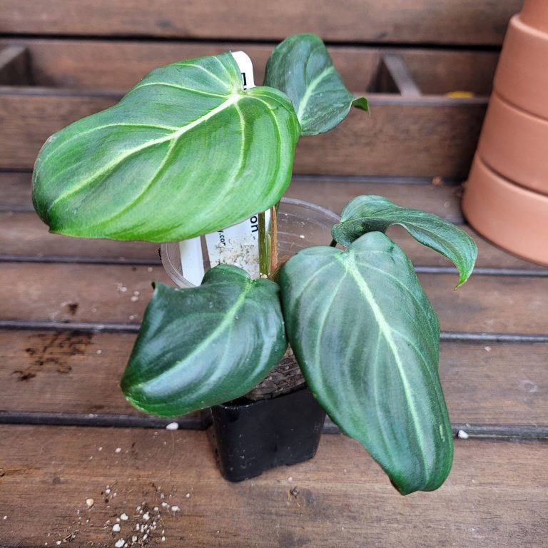 Philodendron Gloriosum Beautiful House Plant Easy Care Not Monstera