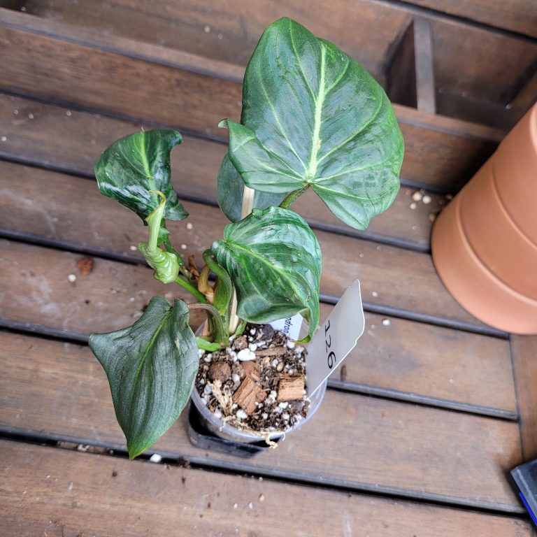 Philodendron Gloriosum Beautiful House Plant Easy Care Not Monstera - Image 7