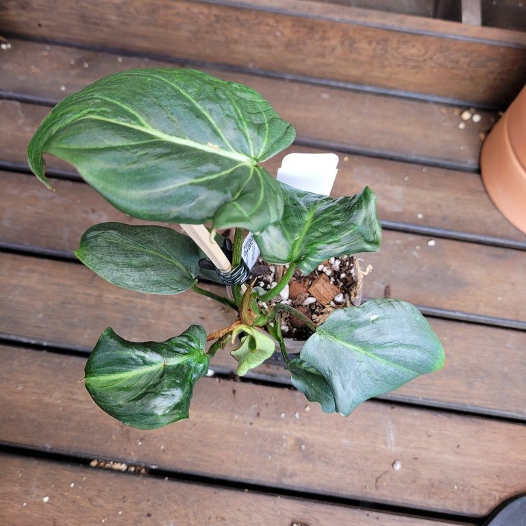 Philodendron Gloriosum Beautiful House Plant Easy Care Not Monstera - Image 8