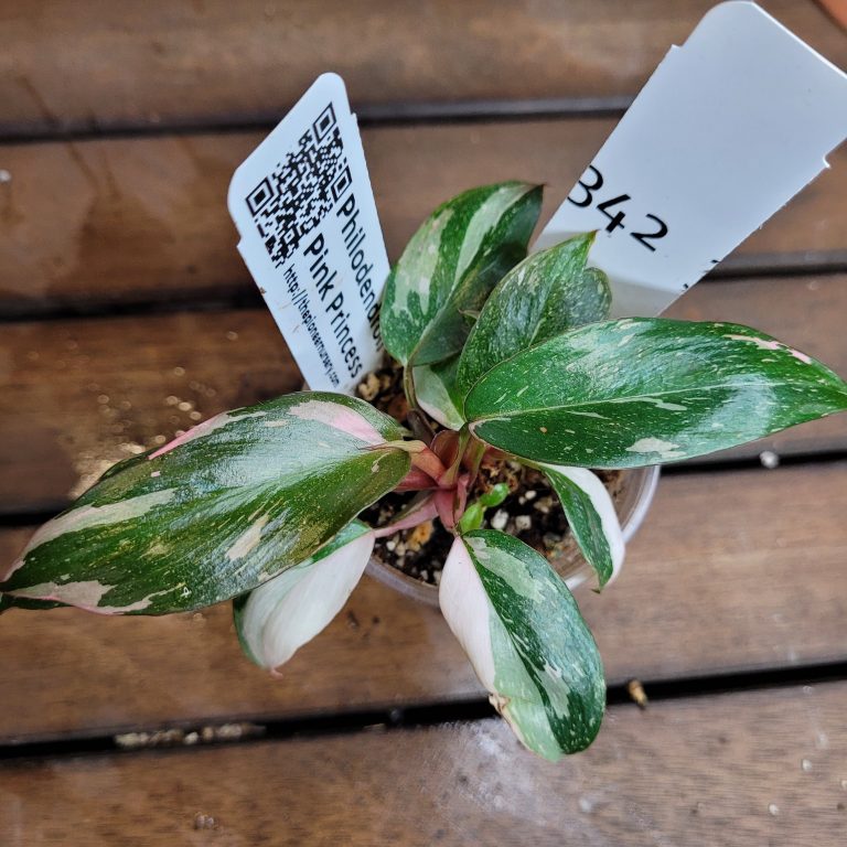 Philodendron Pink Princess Variegated House Plant Aroid Easy To Grow Pretty Pink