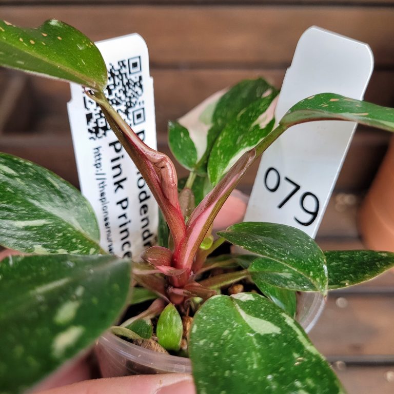 Philodendron Pink Princess Variegated House Plant Aroid Easy To Grow Pretty Pink - Image 3
