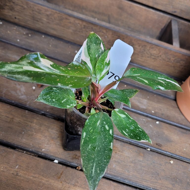 Philodendron Pink Princess Variegated House Plant Aroid Easy To Grow Pretty Pink - Image 4