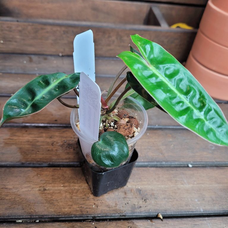 Philodendron Billietiae Aroid Houseplant Beautiful Big Leaves House Plant Easy Care