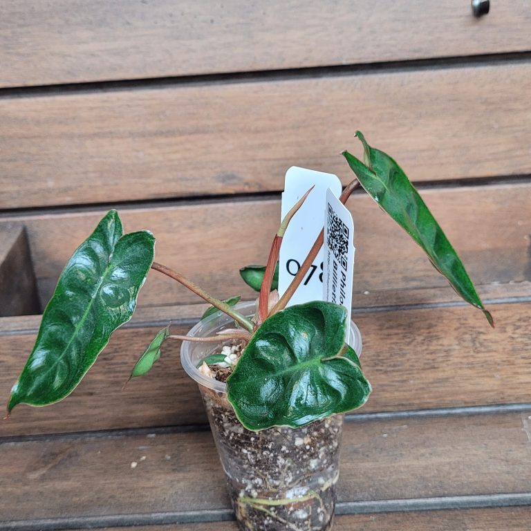 Philodendron Billietiae Aroid Houseplant Beautiful Big Leaves House Plant Easy Care - Image 6