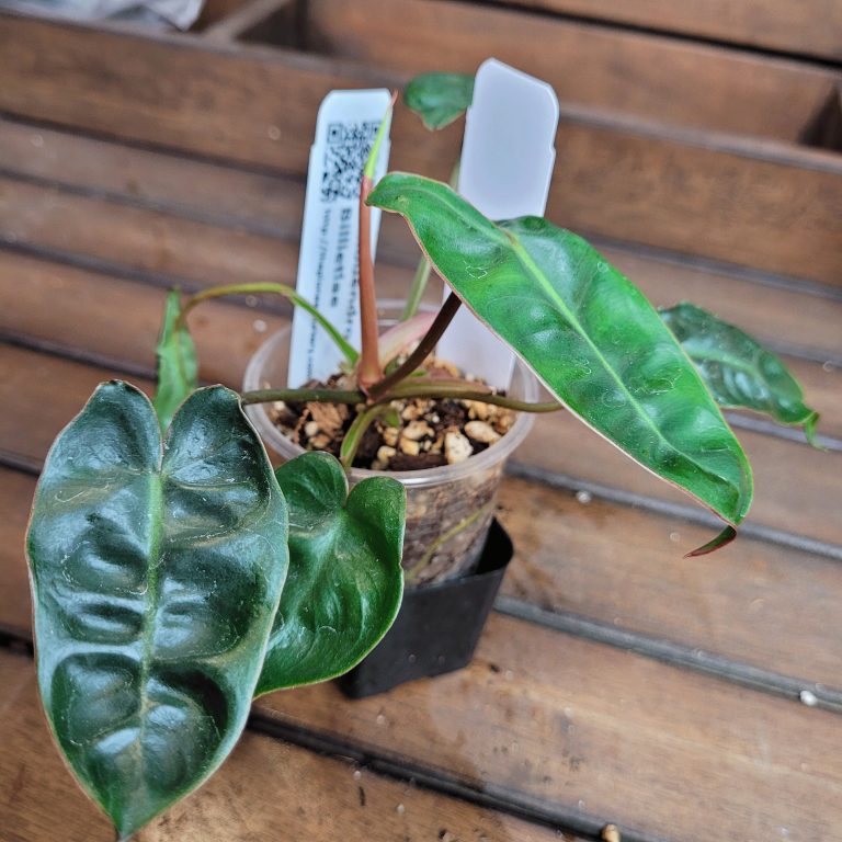 Philodendron Billietiae Aroid Houseplant Beautiful Big Leaves House Plant Easy Care - Image 4