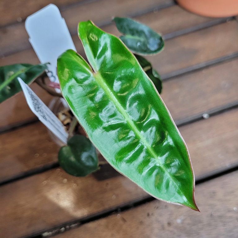 Philodendron Billietiae Aroid Houseplant Beautiful Big Leaves House Plant Easy Care - Image 7