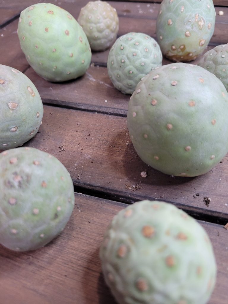 Tephrocactus Geometricus Ready to Root Unique Cactus Clumping Opuntia - Image 3
