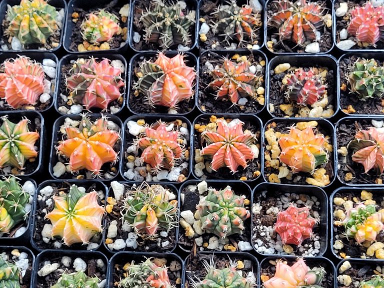 Gymnocalycium Mihanovichii Variegated Naturally Colorful Cactus Cacti Beautiful Easy Care