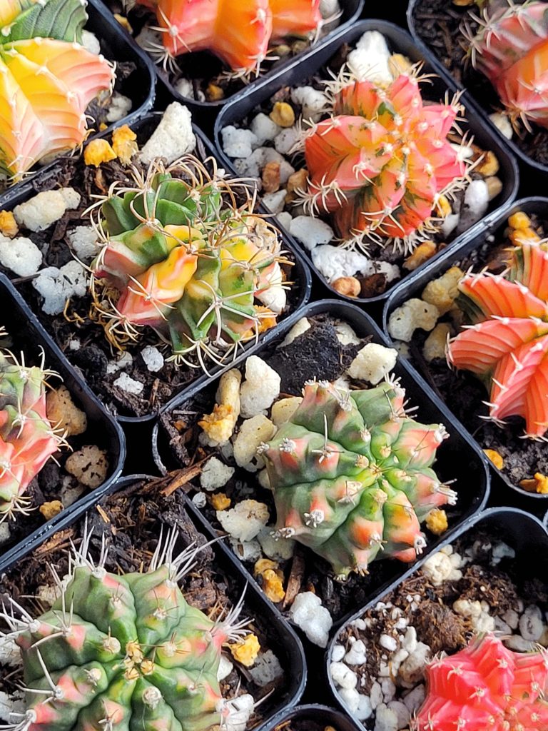 Gymnocalycium Mihanovichii Variegated Naturally Colorful Cactus Cacti Beautiful Easy Care - Image 2