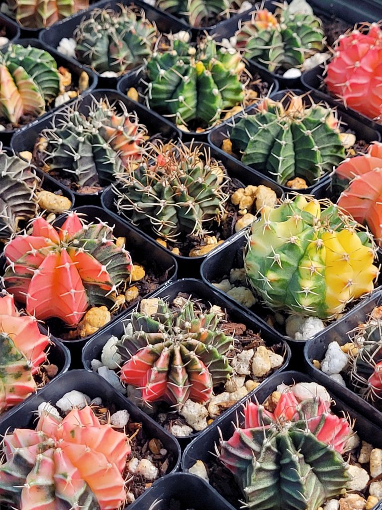 Gymnocalycium Mihanovichii Variegated Naturally Colorful Cactus Cacti Beautiful Easy Care - Image 5