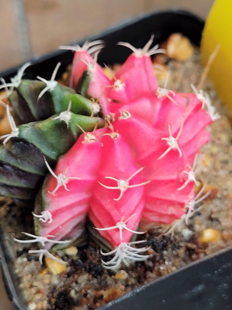 Gymnocalycium Mihanovichii Variegated Naturally Colorful Cactus Cacti Beautiful Easy Care - Image 9