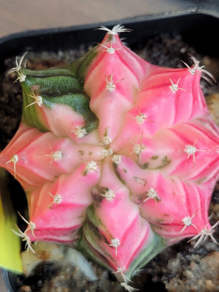 Gymnocalycium Mihanovichii Variegated Naturally Colorful Cactus Cacti Beautiful Easy Care - Image 7