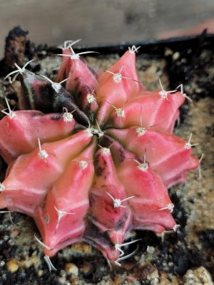 Gymnocalycium Mihanovichii Variegated Pink and Pretty Tones and Colors Colorful Cactus