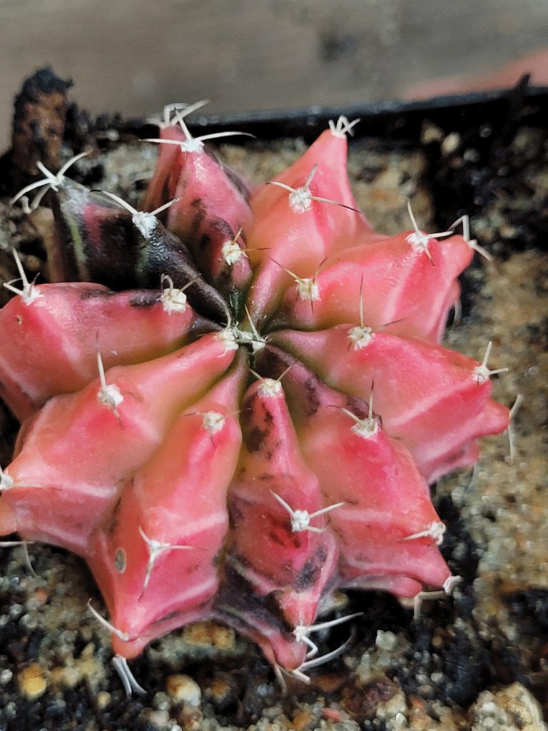 Gymnocalycium Mihanovichii Variegated Naturally Colorful Cactus Cacti Beautiful Easy Care - Image 6