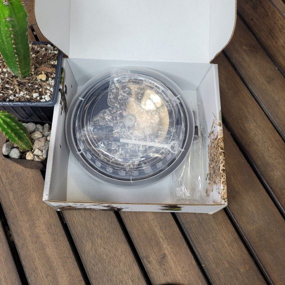 Tricho Cereus Cactus Seed Kit with 100 Seeds included Variety Seeds Cacti Garden - Image 3