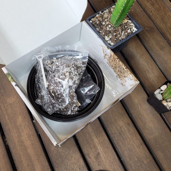 Tricho Cereus Cactus Seed Kit with 100 Seeds included Variety Seeds Cacti Garden - Image 4
