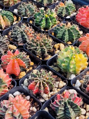 Gymnocalycium Mihanovichii Variegated Multicolor Cactus (Set of 3 Cacti)