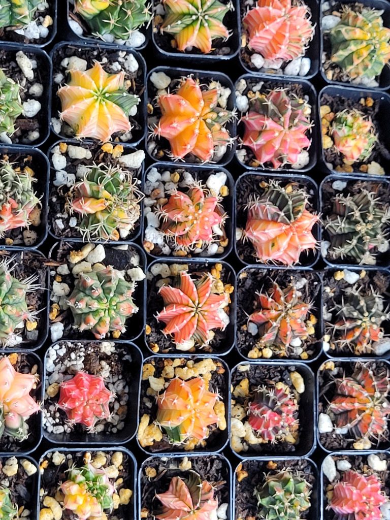 Gymnocalycium Mihanovichii Variegated Multicolor Cactus (Set of 3 Cacti) - Image 5