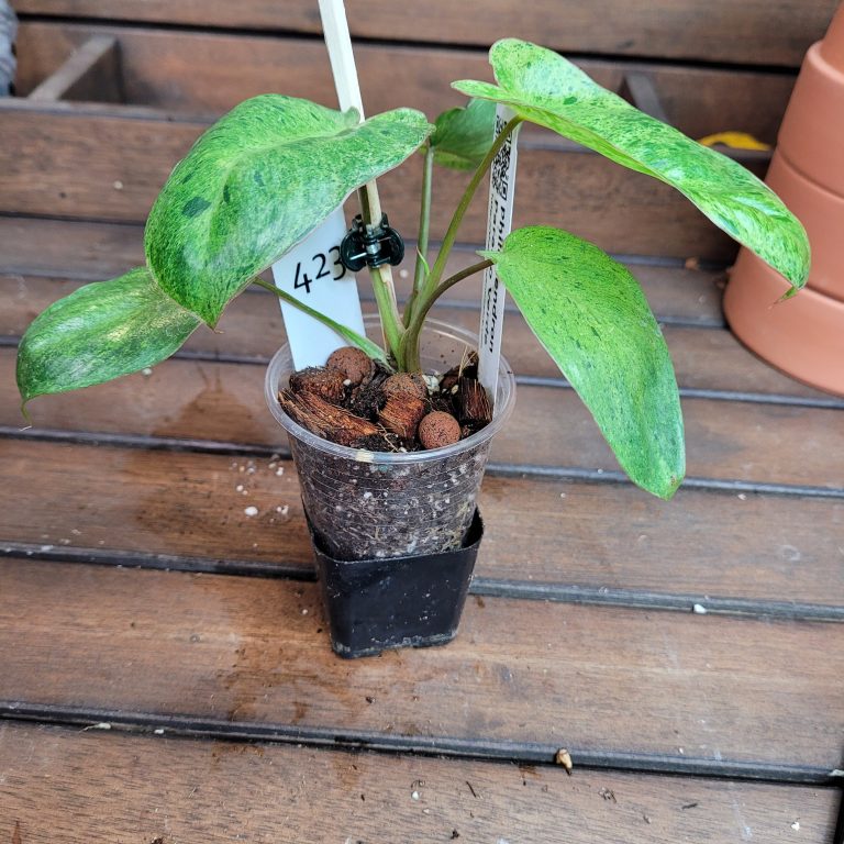 Philodendron Paraiso Verde House Plant Beautiful Healthy Rooted Easy