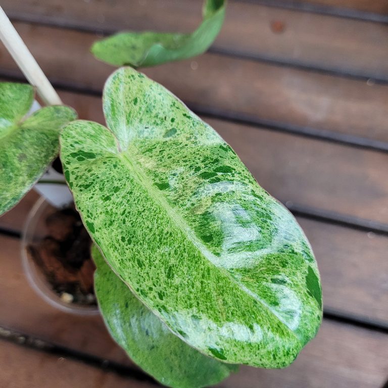 Philodendron Paraiso Verde House Plant Beautiful Healthy Rooted Easy - Image 3