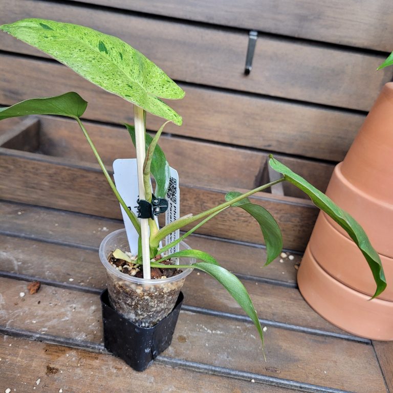 Philodendron Paraiso Verde House Plant Beautiful Healthy Rooted Easy - Image 5