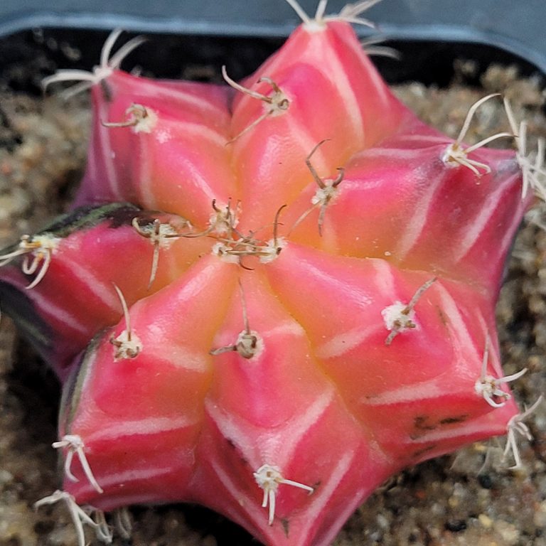 100 Seeds Gymnocalycium Mihanovichiii Variegated Cacti Cactaceae Rare Seeds