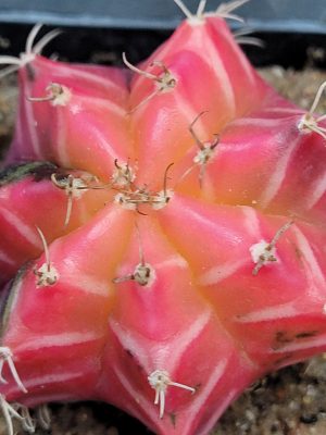 100 Seeds Gymnocalycium Mihanovichiii Variegated Cacti Cactaceae Rare Seeds
