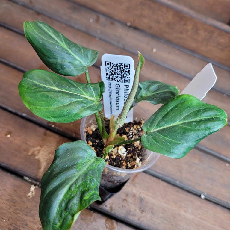 Philodendron Gloriosum Beautiful House Plant Easy Care Not Monstera - Image 4