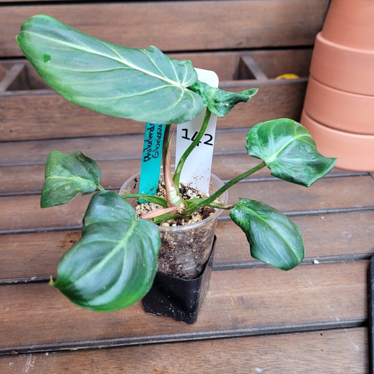 Philodendron Gloriosum Beautiful House Plant Easy Care Not Monstera - Image 3