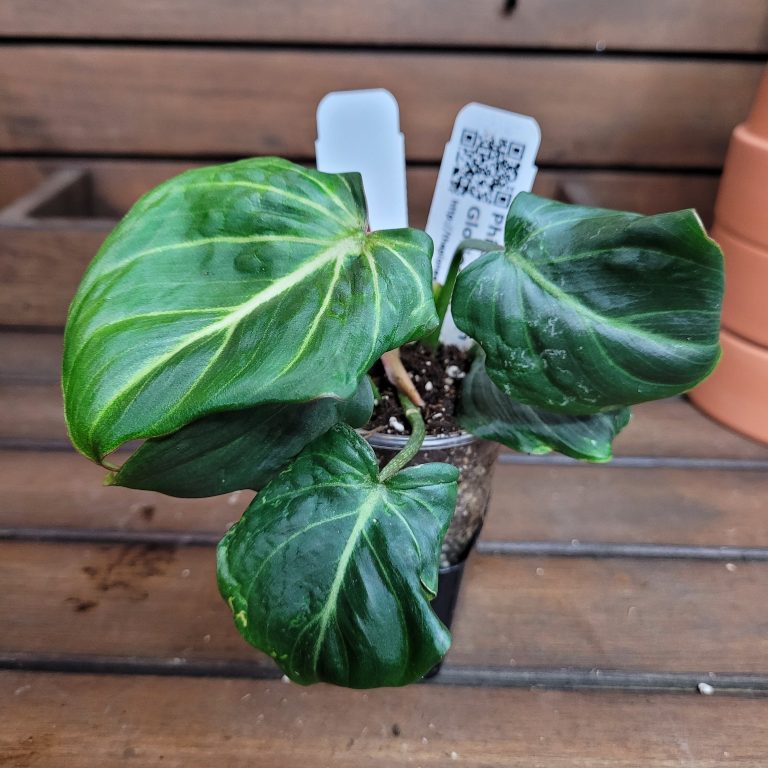 Philodendron Gloriosum Beautiful House Plant Easy Care Not Monstera - Image 6