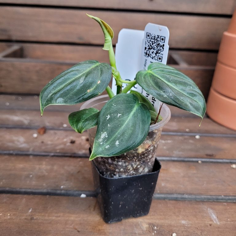 Philodendron Gloriosum Beautiful House Plant Easy Care Not Monstera - Image 9