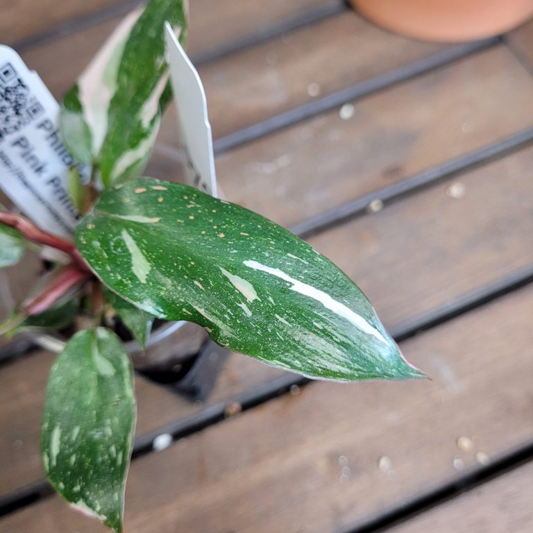 Philodendron Pink Princess Variegated House Plant Aroid Easy To Grow Pretty Pink - Image 2