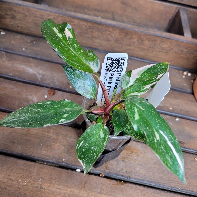 Philodendron Pink Princess Variegated House Plant Aroid Easy To Grow Pretty Pink - Image 5
