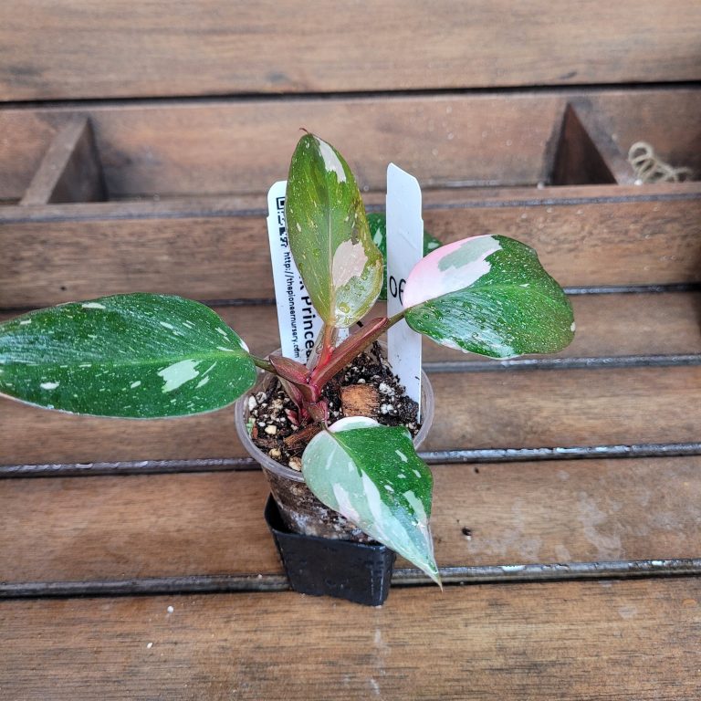 Philodendron Pink Princess Variegated House Plant Aroid Easy To Grow Pretty Pink - Image 6