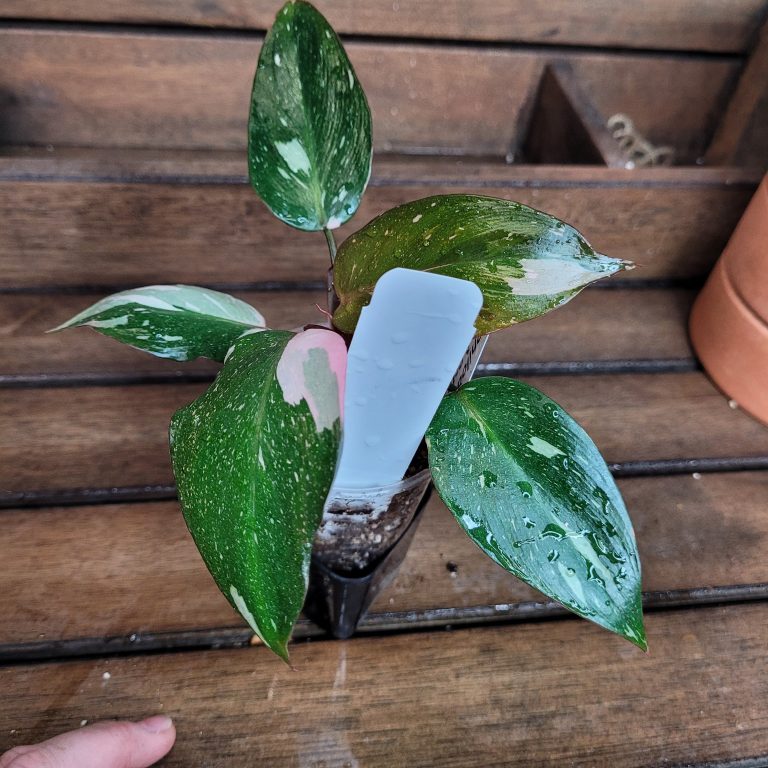 Philodendron Pink Princess Variegated House Plant Aroid Easy To Grow Pretty Pink - Image 7