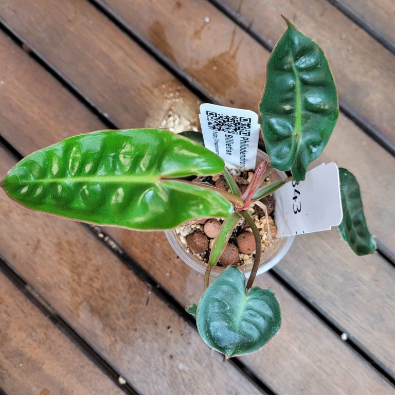 Philodendron Billietiae Aroid Houseplant Beautiful Big Leaves House Plant Easy Care - Image 2