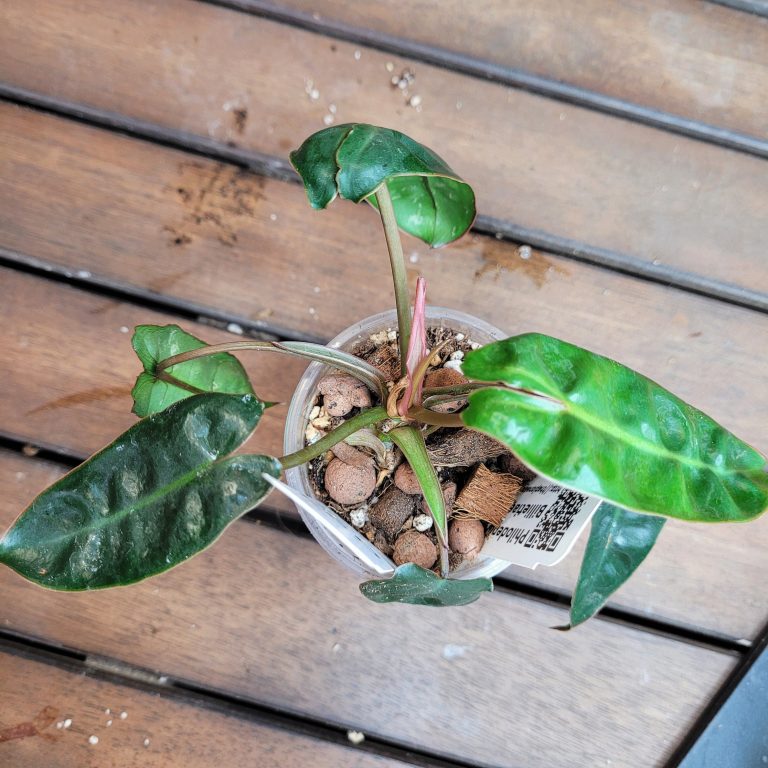 Philodendron Billietiae Aroid Houseplant Beautiful Big Leaves House Plant Easy Care - Image 5